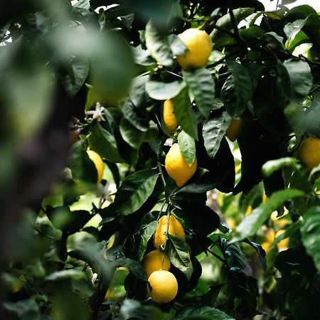 Masseria Fanizzi コンヴェルサーノ エクステリア 写真