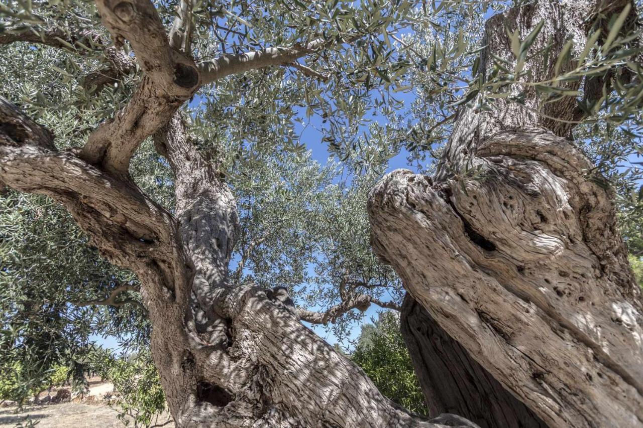 Masseria Fanizzi コンヴェルサーノ エクステリア 写真