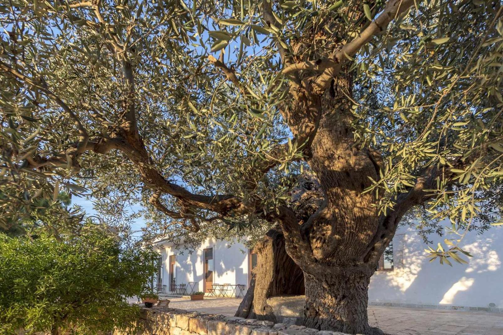 Masseria Fanizzi コンヴェルサーノ 部屋 写真