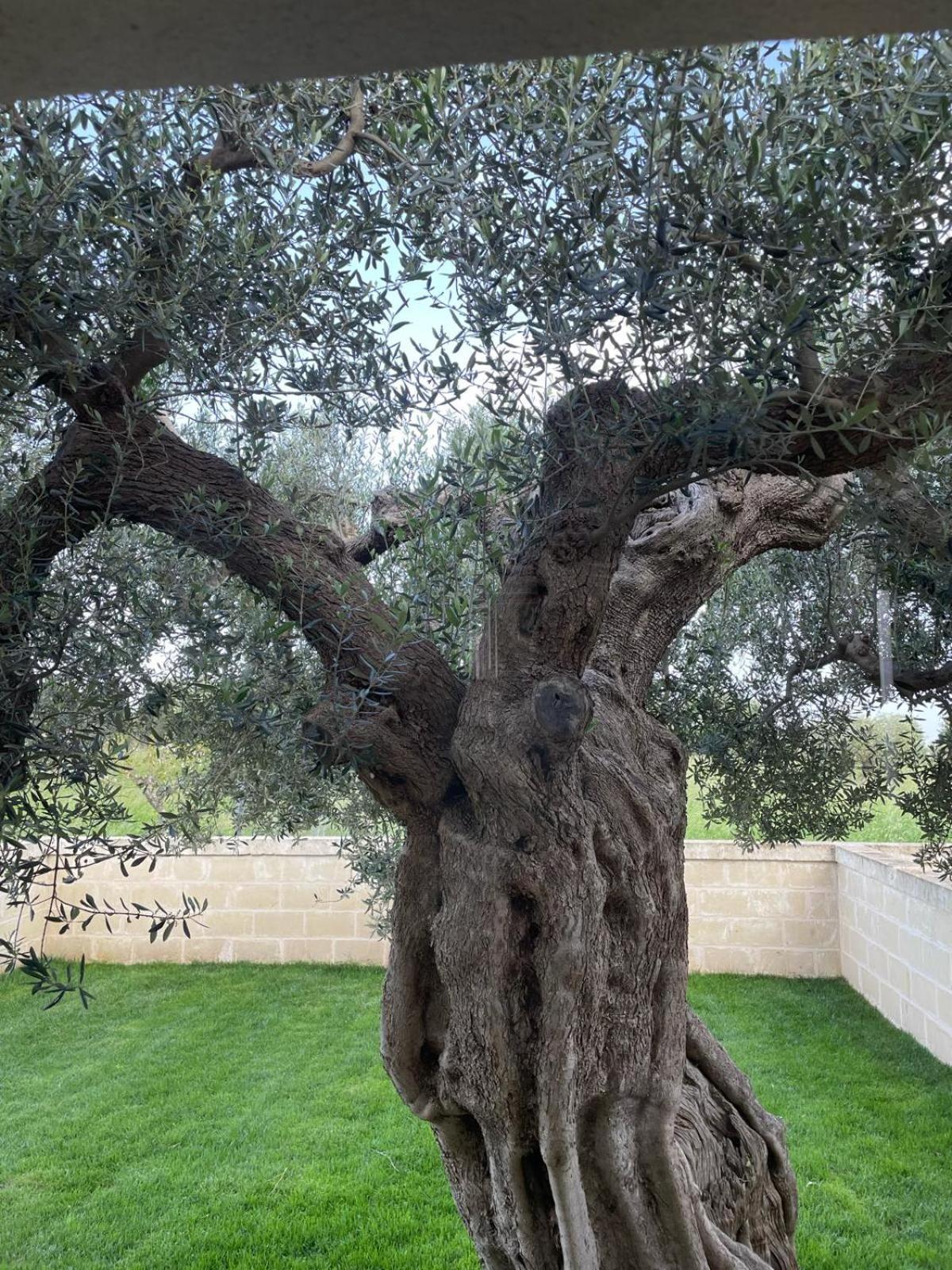 Masseria Fanizzi コンヴェルサーノ 部屋 写真